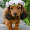 UwU Cute Dogs 24