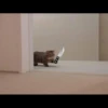 Kittens 23