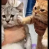 Kittens 24