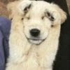 UwU Cute Dogs 25