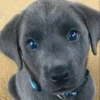 UwU Cute Dogs 26