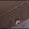 Kittens 25