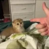Kittens 27