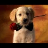 UwU Cute Dogs 28