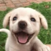 UwU Cute Dogs 29