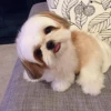 UwU Cute Dogs 30