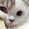 Kittens 29