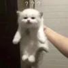 Kittens 30