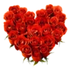 Flores de todos os tipos 9