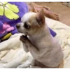 PERRITOS RANDOM 5