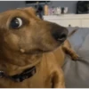 PERRITOS RANDOM 6