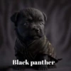 Marvel Animalitos✥1 Clásica 19