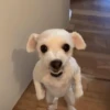 PERRITOS RANDOM 7