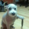 PERRITOS RANDOM 9