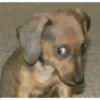 PERRITOS RANDOM 10