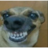 PERRITOS RANDOM 13