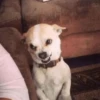 PERRITOS RANDOM 15