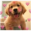 doggo hearts 6