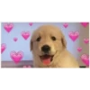 doggo hearts 8