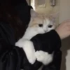 MEMES GATITOS 8