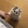 MEMES GATITOS 9