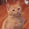 MEMES GATITOS 10