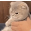 MEMES GATITOS 12