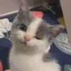 MEMES GATITOS 14