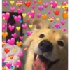 doggo hearts 16