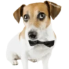 Perrito Timmy 5