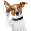 Perrito Timmy 7