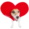 Perrito Timmy 8