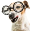 Perrito Timmy 9