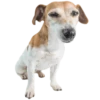 Perrito Timmy 11