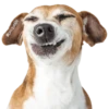 Perrito Timmy 12