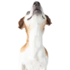 Perrito Timmy 15