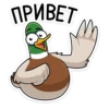 duck_vk 7