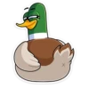 duck_vk 12