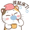 Money Cat 6