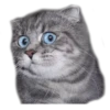 Cats ( 5