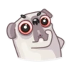 Water Pug 5