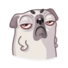 Water Pug 7