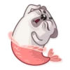 Water Pug 8