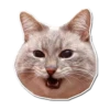 Cats ( 6