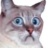 Cats ( 7