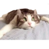 Cats ( 9