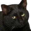 Cats ( 12