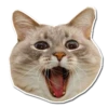 Cats ( 13