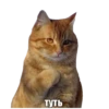 туть