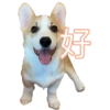 MANGO 13